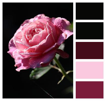 Pink Rose Pink Flower Rose Image